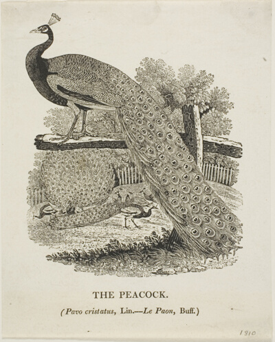 Peacock
