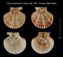 Pecten (Aequipecten) heliacus
