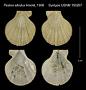 Pecten albidus