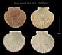 Pecten caurinus