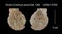 Pecten (Chlamys) pasca