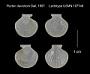 Pecten davidsoni