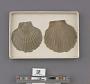 Pecten expansus Dall