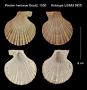 Pecten hericeus