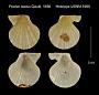 Pecten laetus