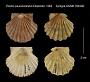 Pecten paucicostratus