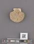 Pecten (Pecten) stearnsii Dall