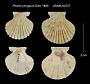Pecten phrygium