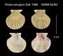 Pecten phrygium