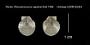 Pecten (Pseudamusium) sigsbeei