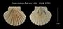 Pecten waikikius