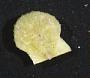 Pectinidae
