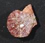 Pectinidae