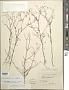Pectis linifolia L.
