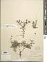 Pectis repens Brandegee