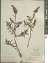 Pedicularis bracteosa Benth.
