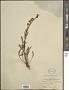 Pedicularis contorta Benth.