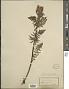 Pedicularis foliosa L.