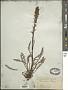 Pedicularis parryi A. Gray