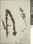 Pedicularis procera A. Gray