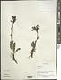 Pedicularis sp.