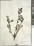 Pedicularis sp.