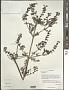 Pedicularis sp.