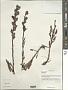Pedicularis sp.