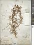 Peganum harmala L.