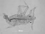 Pemphigus venafuscus