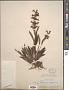 Penstemon albidus Nutt.