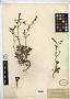 Penstemon caesius A. Gray