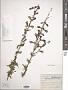 Penstemon campanulatus (Cav.) Willd.