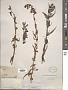 Penstemon campanulatus (Cav.) Willd.
