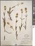 Penstemon confertus Douglas