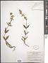 Penstemon confertus Douglas