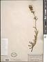 Penstemon confertus Douglas