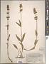 Penstemon confertus Douglas