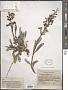 Penstemon confusus M.E. Jones