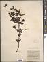 Penstemon cordifolius Benth.