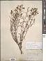 Penstemon cusickii A. Gray