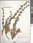 Penstemon deustus Douglas