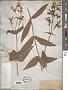 Penstemon digitalis Nutt. ex Sims