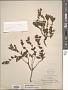 Penstemon ellipticus Greene