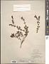 Penstemon ellipticus Greene