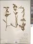 Penstemon eriantherus Pursh