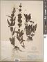 Penstemon eriantherus Pursh