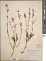 Penstemon gracilentus A. Gray