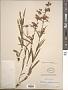 Penstemon gracilis Nutt.
