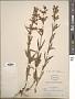 Penstemon gracilis Nutt.